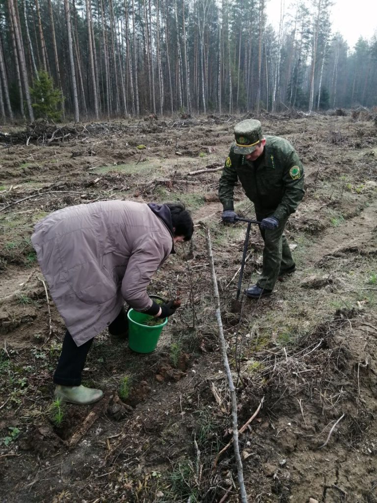 Работники Дзержинского ТЦСОН совместили участие в районном субботнике с еще одним добрым делом – посадкой леса.